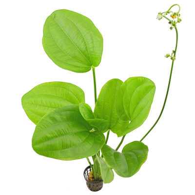 Эхинодорус Сердцелистный, в горшочке